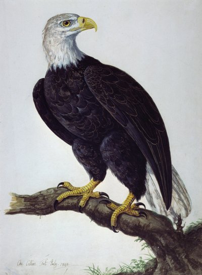 White-headed Sea Eagle by Charles Collins